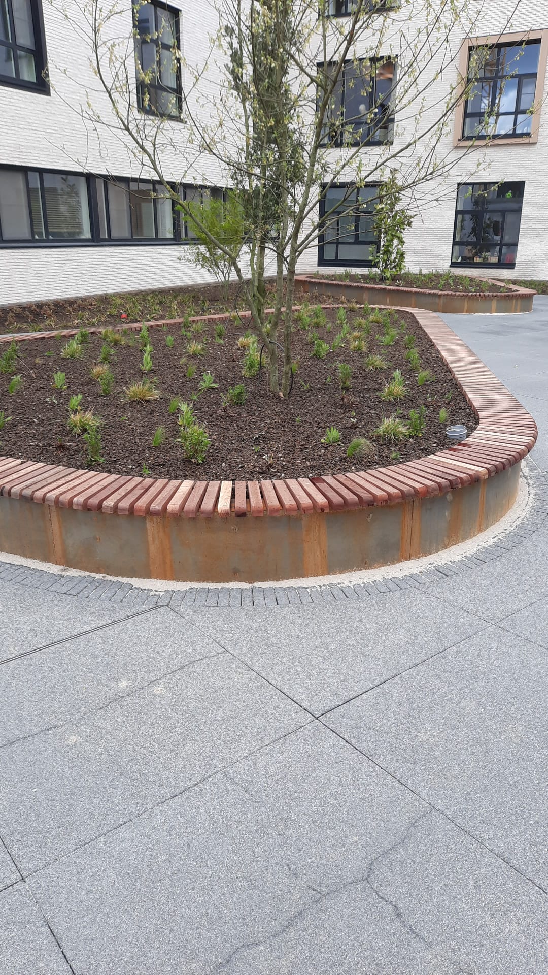 Verhoogde organische plantenbak in cortenstaal met hardhouten zitrand