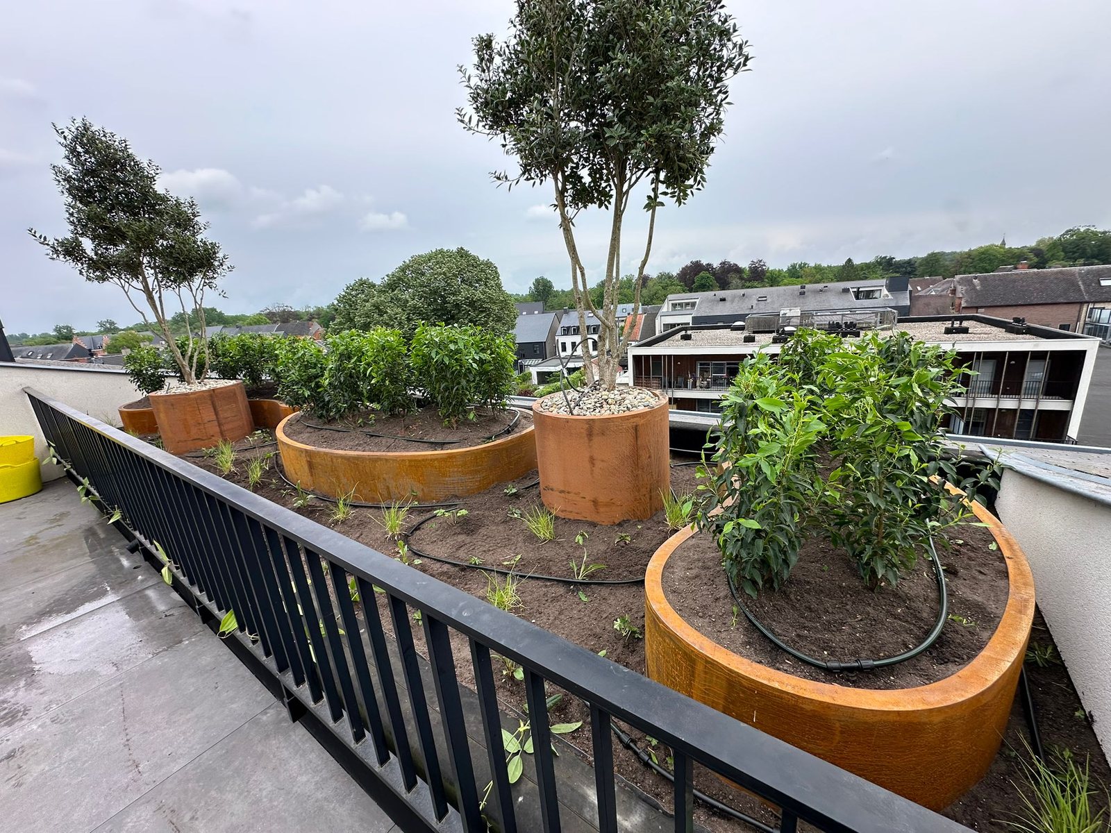 Dakterras met organische cortenstalen plantenbakken en bomen, aangelegd door Haro Tuinaannemingen